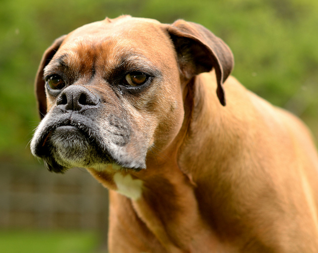 Grumpy Dog 2